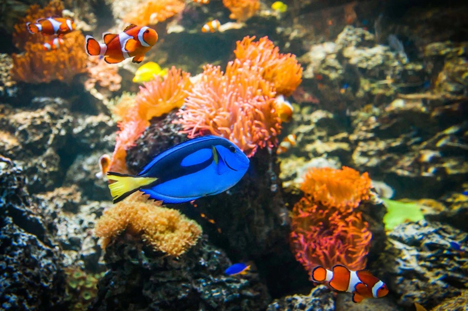 A vibrant underwater scene with a blue tang fish, clownfish, and colorful coral formations.