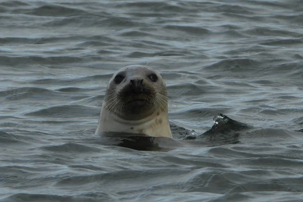 Speyside Whisky dagtocht vanuit Inverness