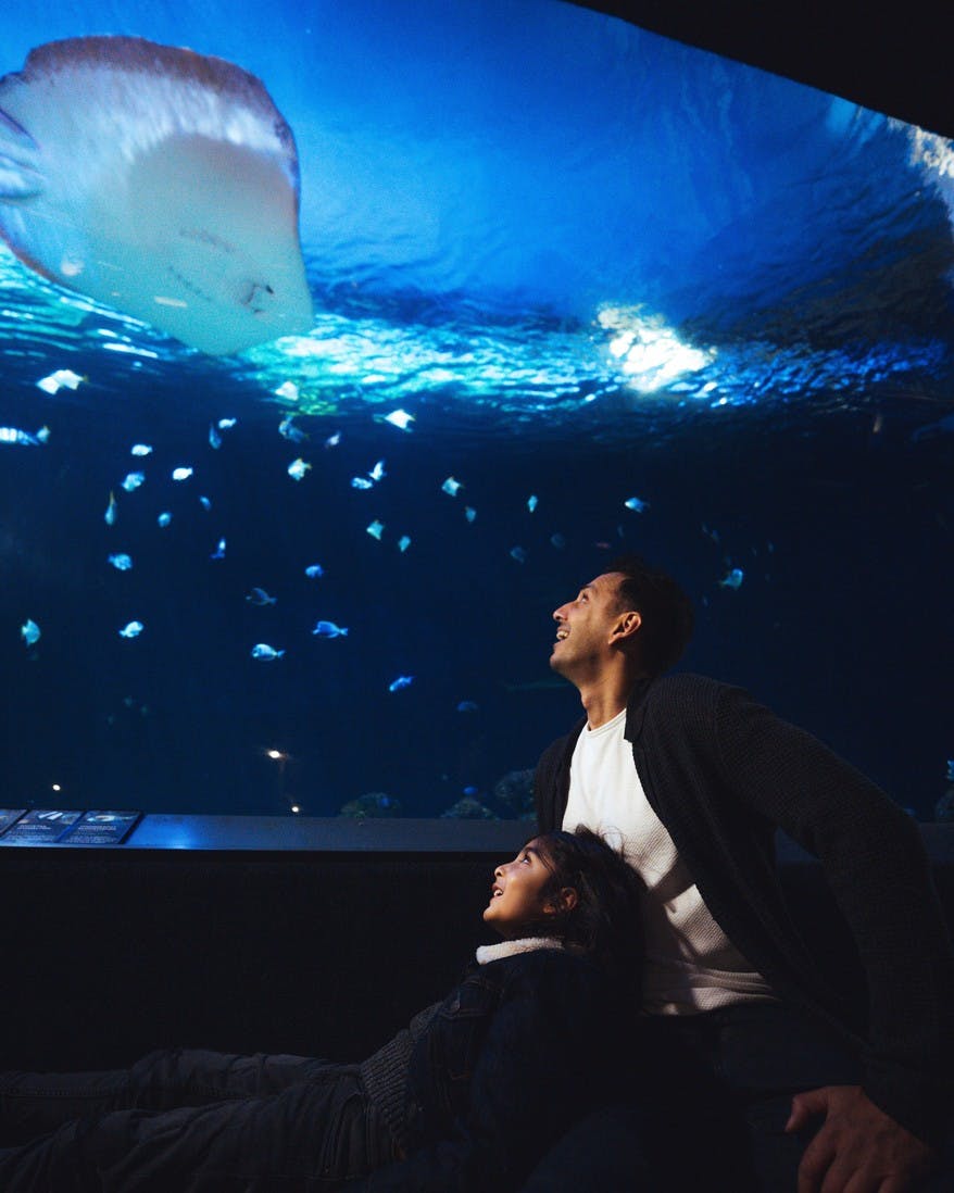 一个男人和孩子在一个大型水族馆里凝视着鱼类和海洋生物，蓝色的灯光照亮了这个水族馆。