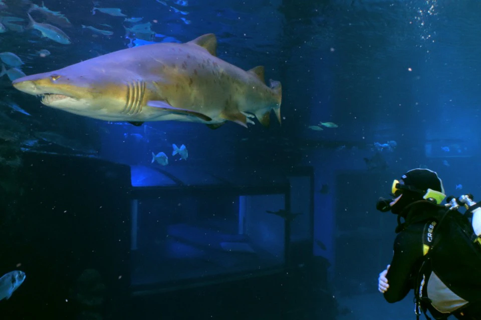Big Blue, one of the deepest shark tanks in Europe