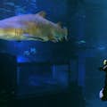 Big Blue, uno de los tanques de tiburones más profundos de Europa