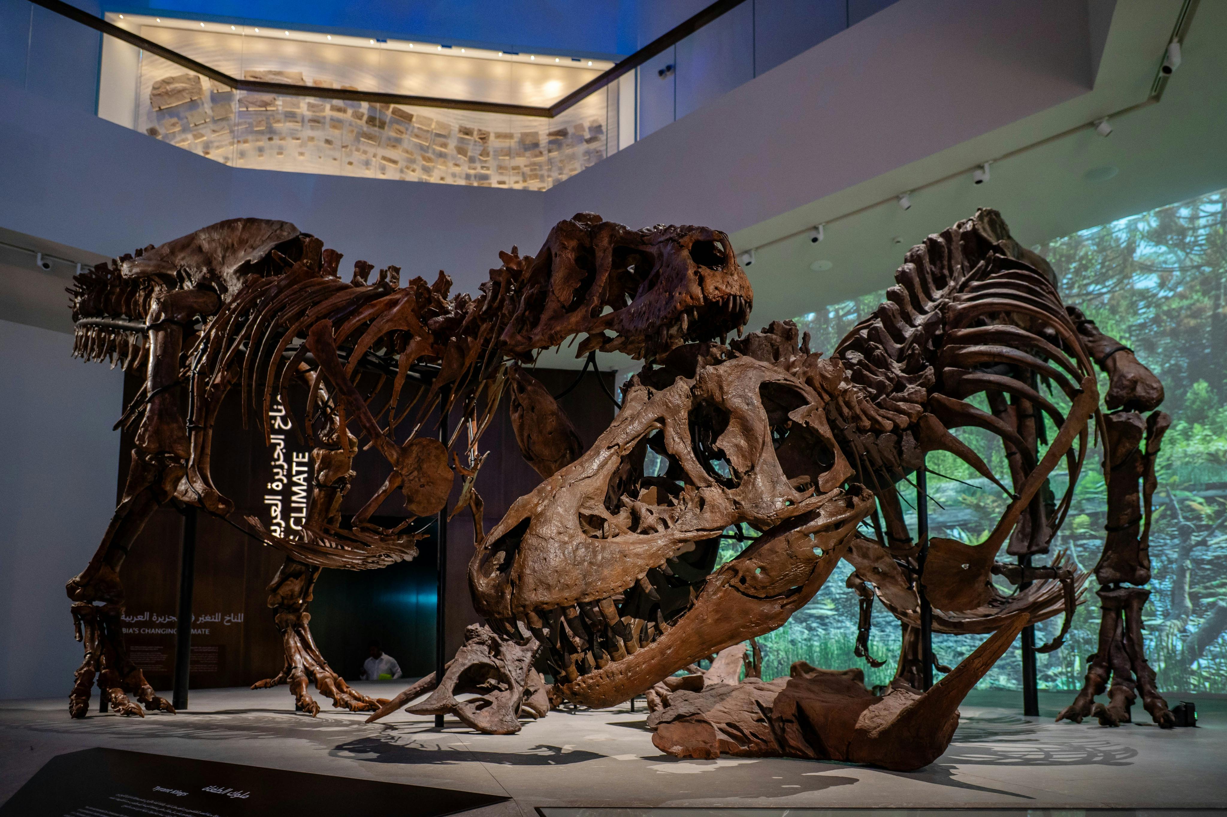 Natural History Museum Abu Dhabi: Entry Ticket in Abu Dhabi – Tiqets