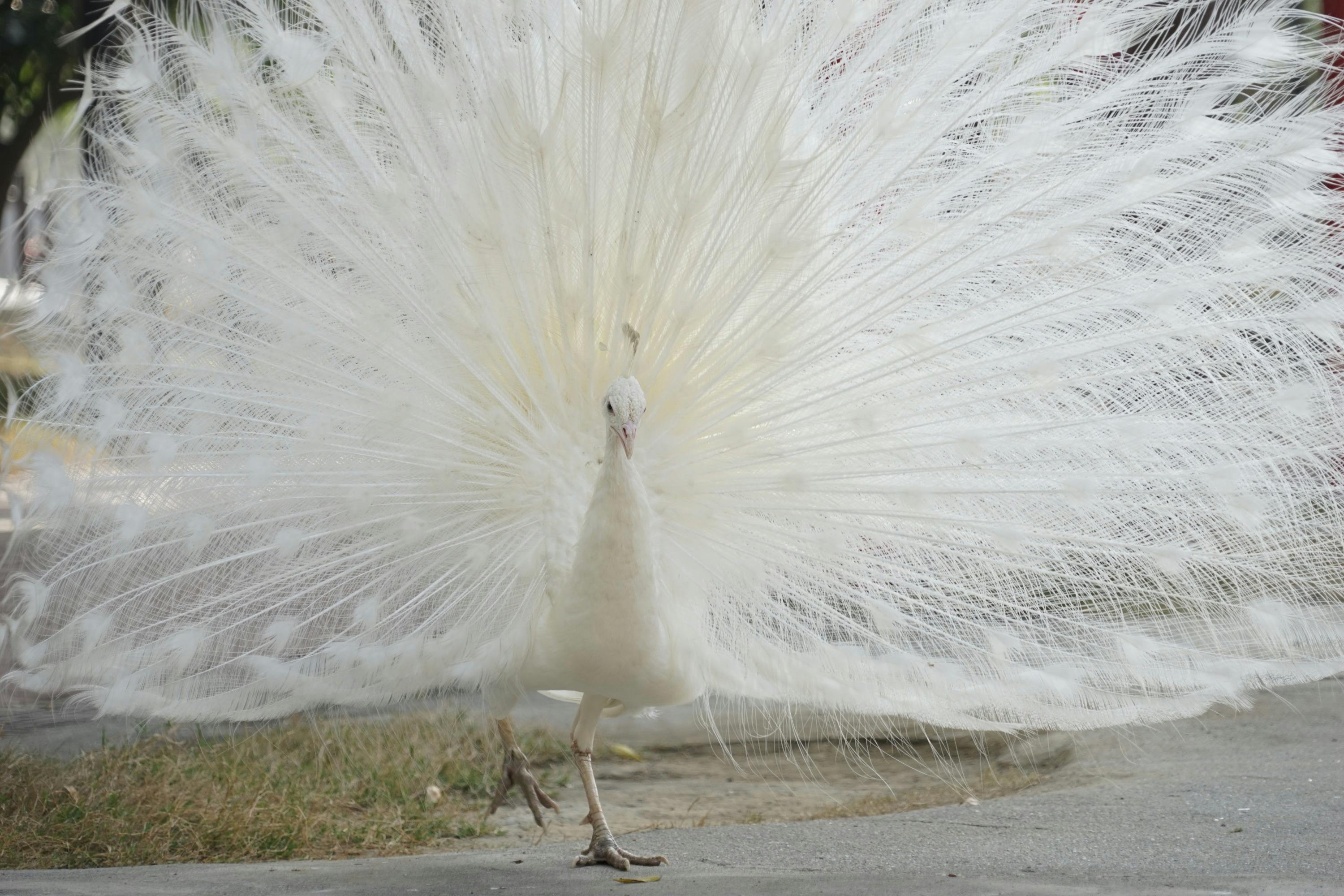 A white peacock displays its fully fanned tail feathers while standing on a concrete path.