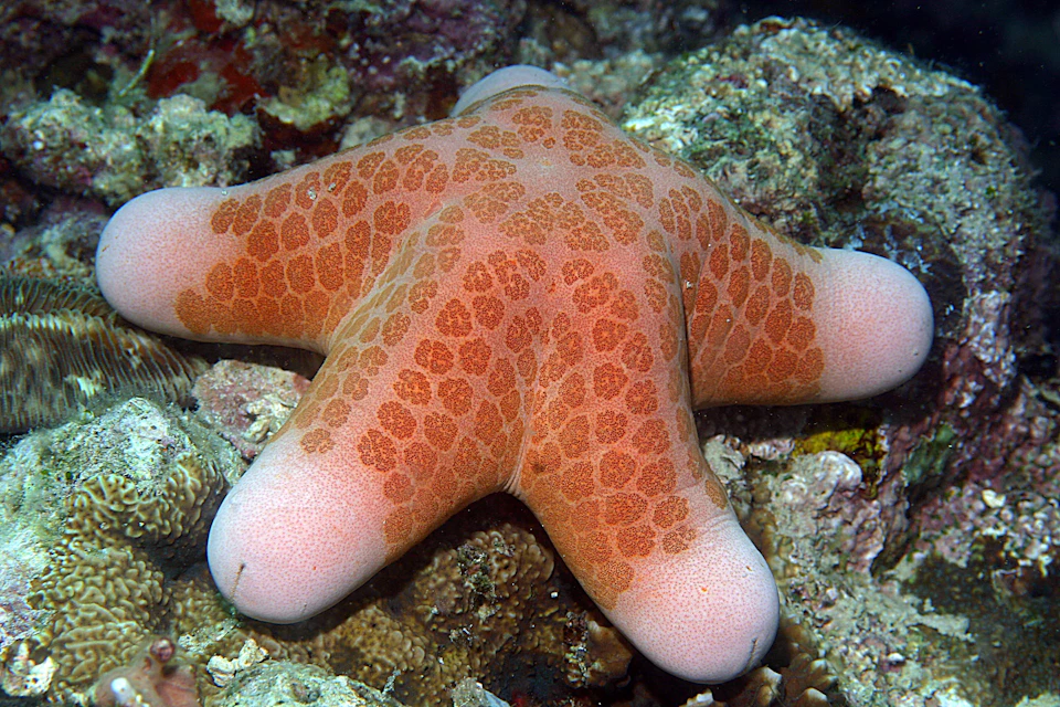 A close-up of a knobby starfish with pink and brown patterns on a coral reef.