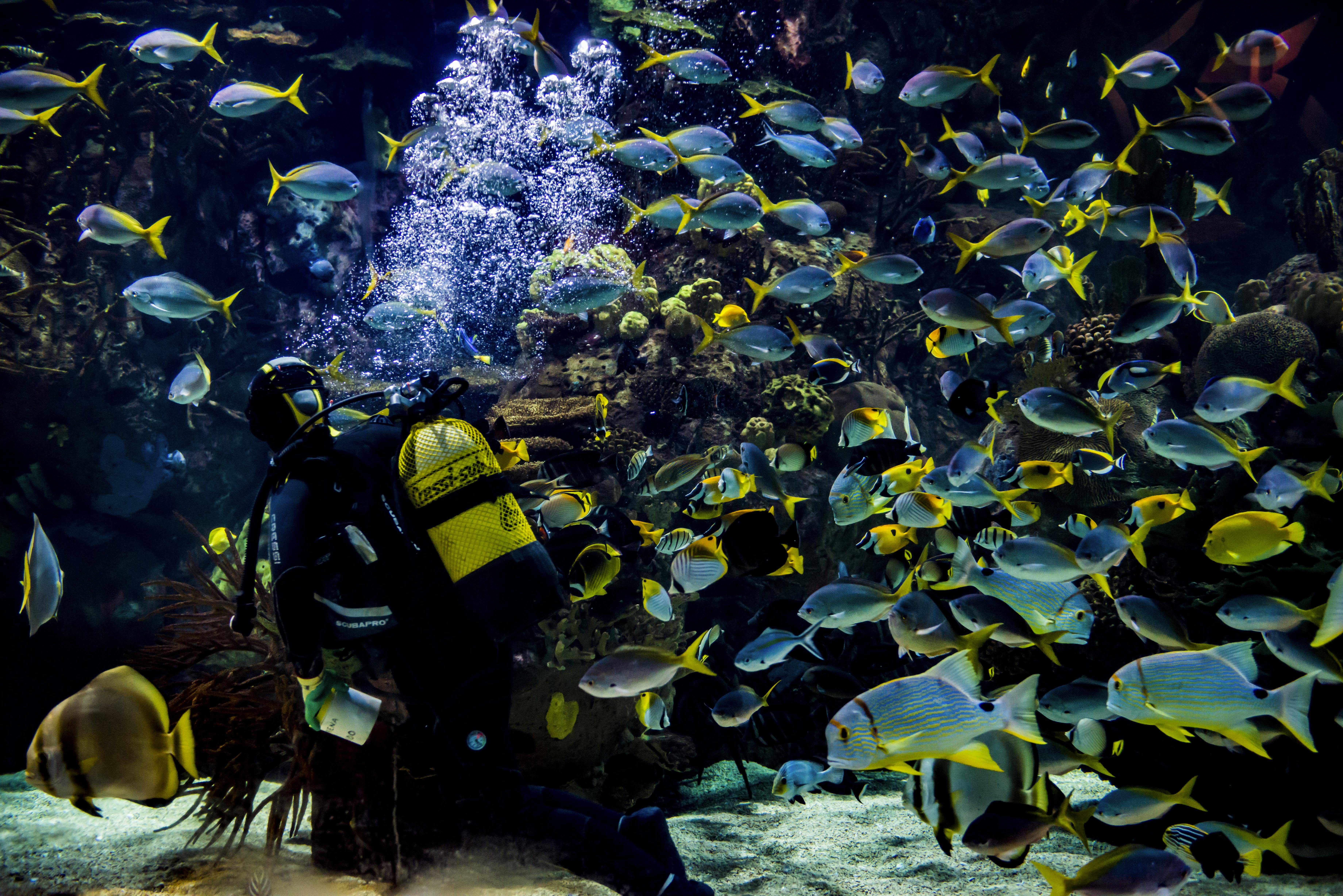 화려한 물고기와 산호로 둘러싸인 수족관에서 스쿠버 다이버가 거품이 수면 위로 떠오르고 있습니다.