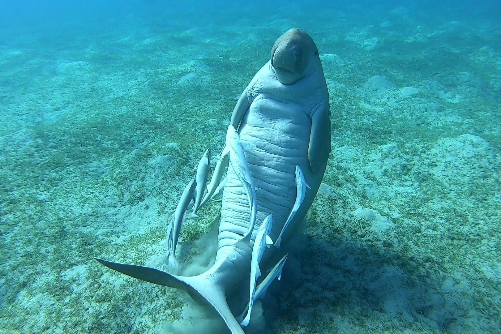θαλάσσια αγελάδα Μάρσα Αλάμ Ερυθρά Θάλασσα Αίγυπτος