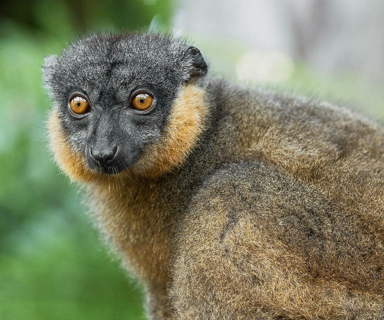 샌디에고 동물원