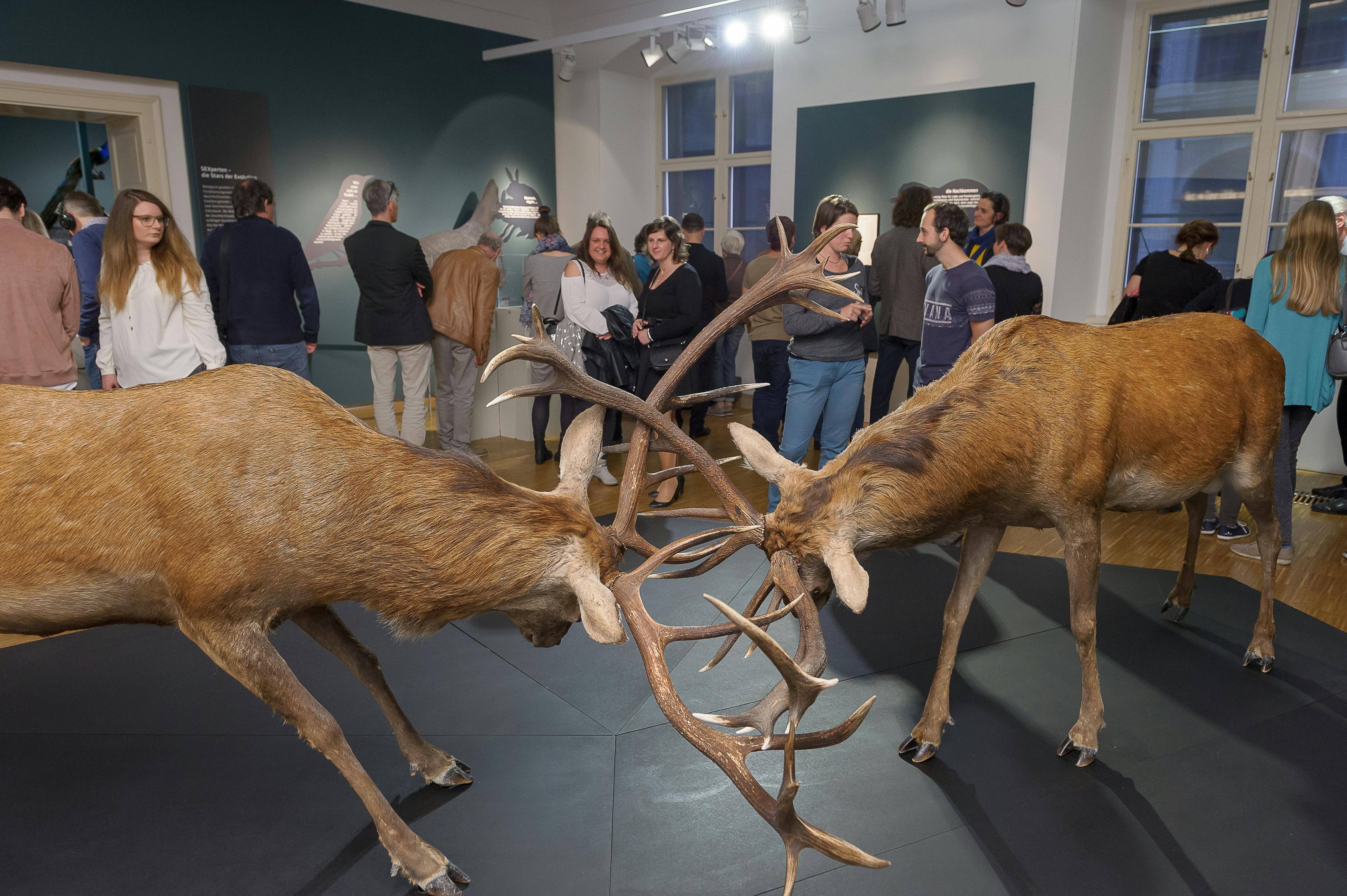 A group of people in a museum observe two mounted deer with interlocked antlers.