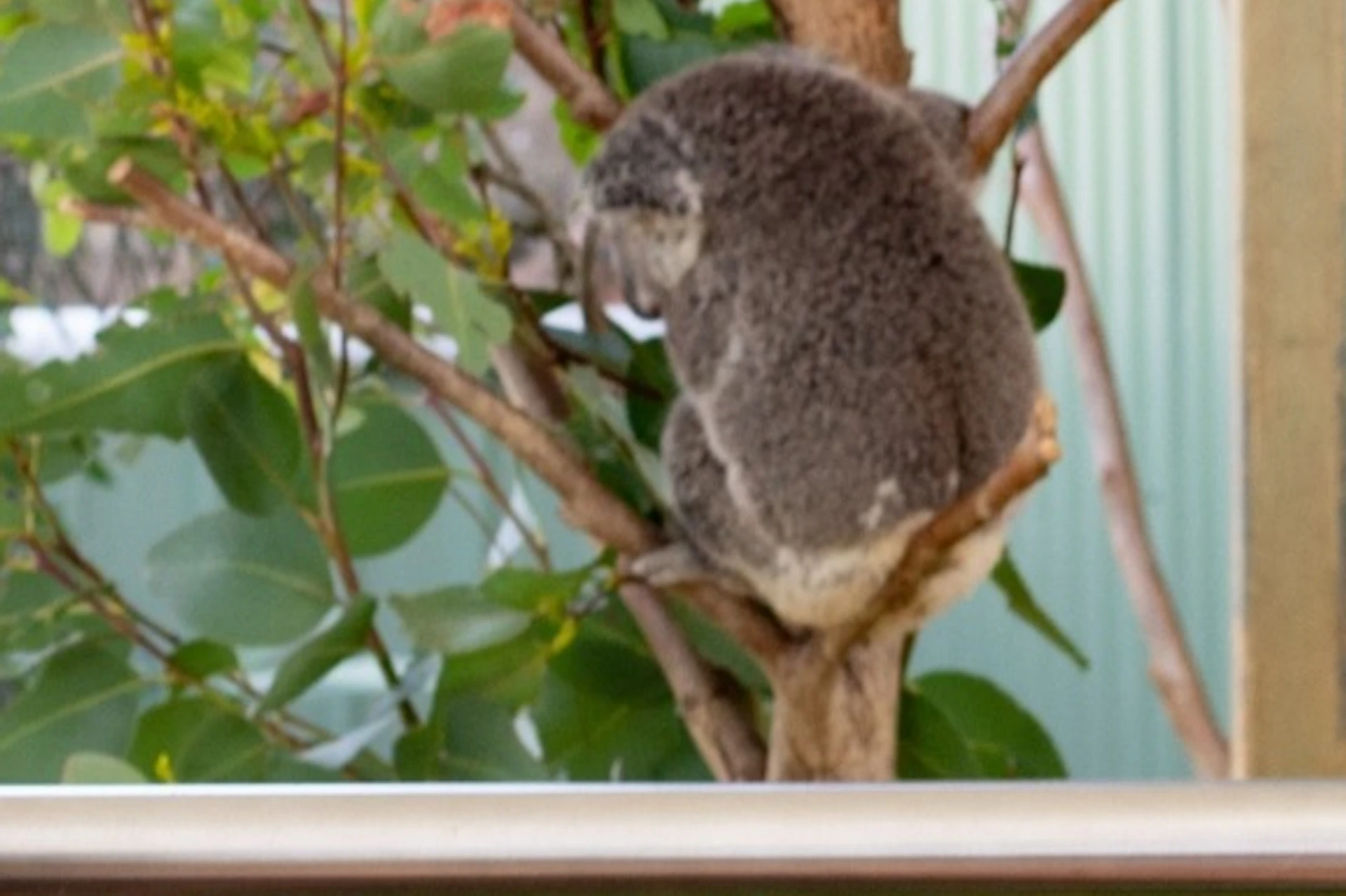Breakfast with the Koalas