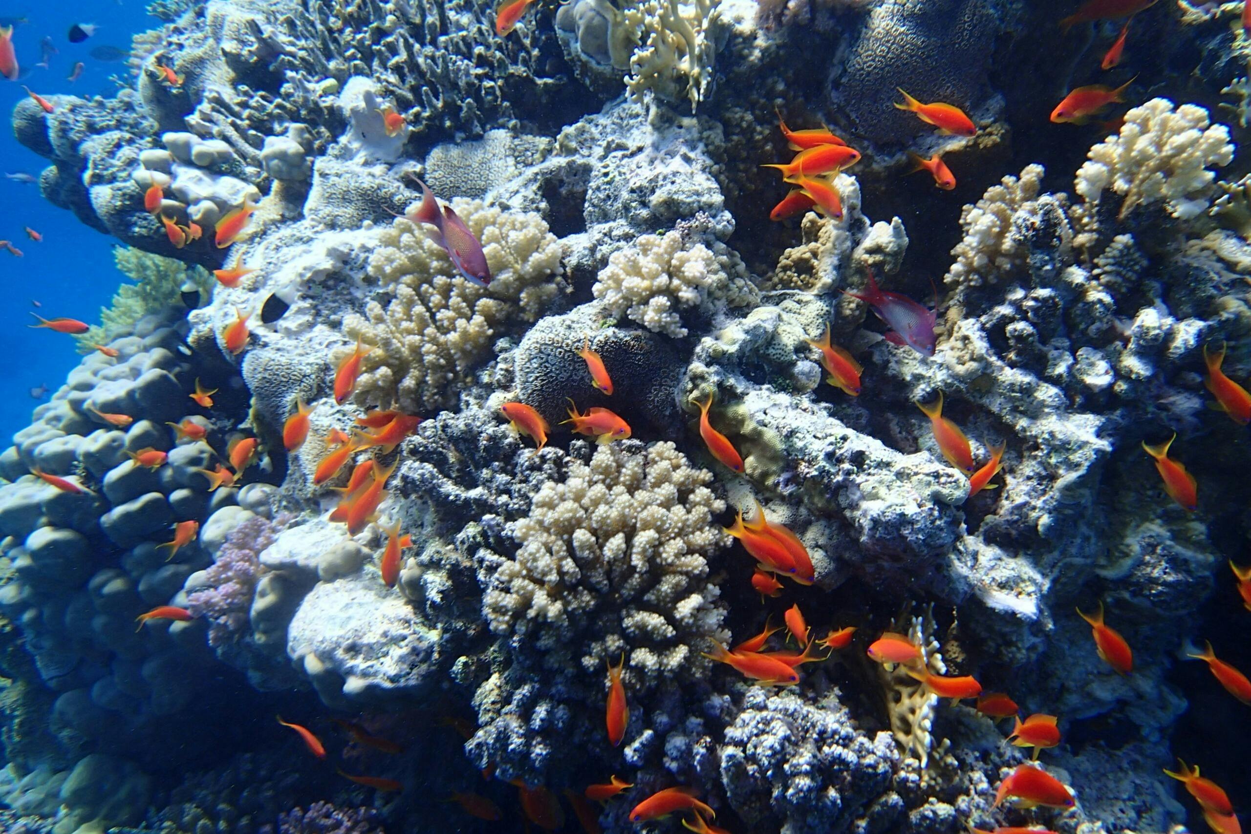 萨塔亚珊瑚礁（ Sataya Coral R