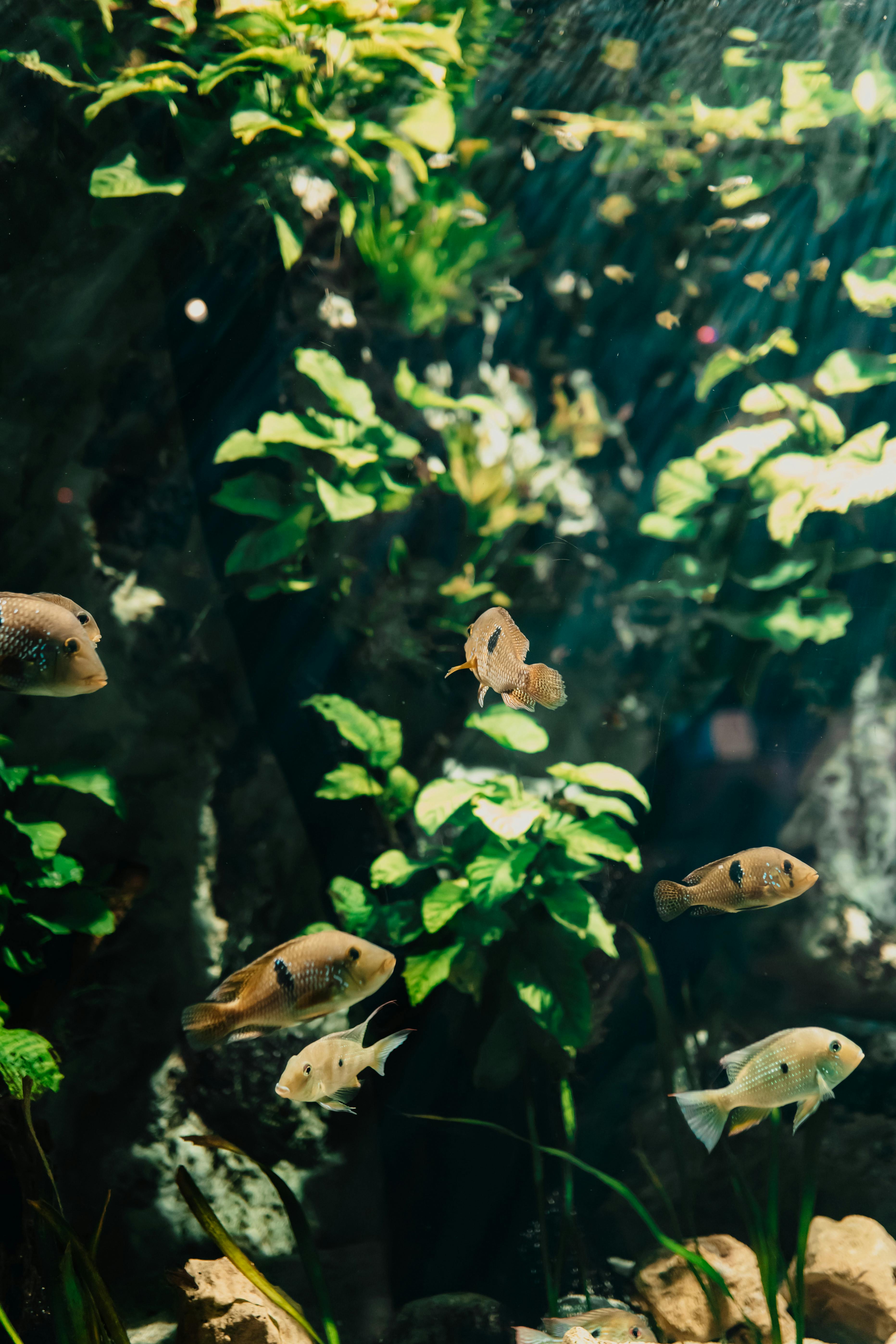 Several fish swim among lush green aquatic plants in a dimly lit aquarium.