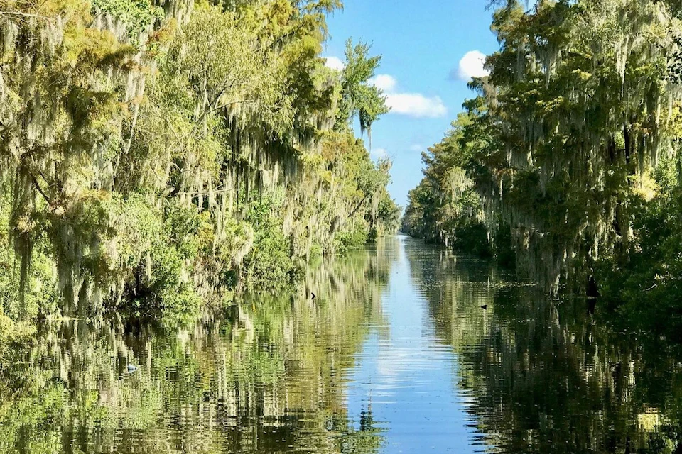 A serene canal scene with calm water reflecting dense trees draped in Spanish moss on both sides under a blue sky with clouds.
