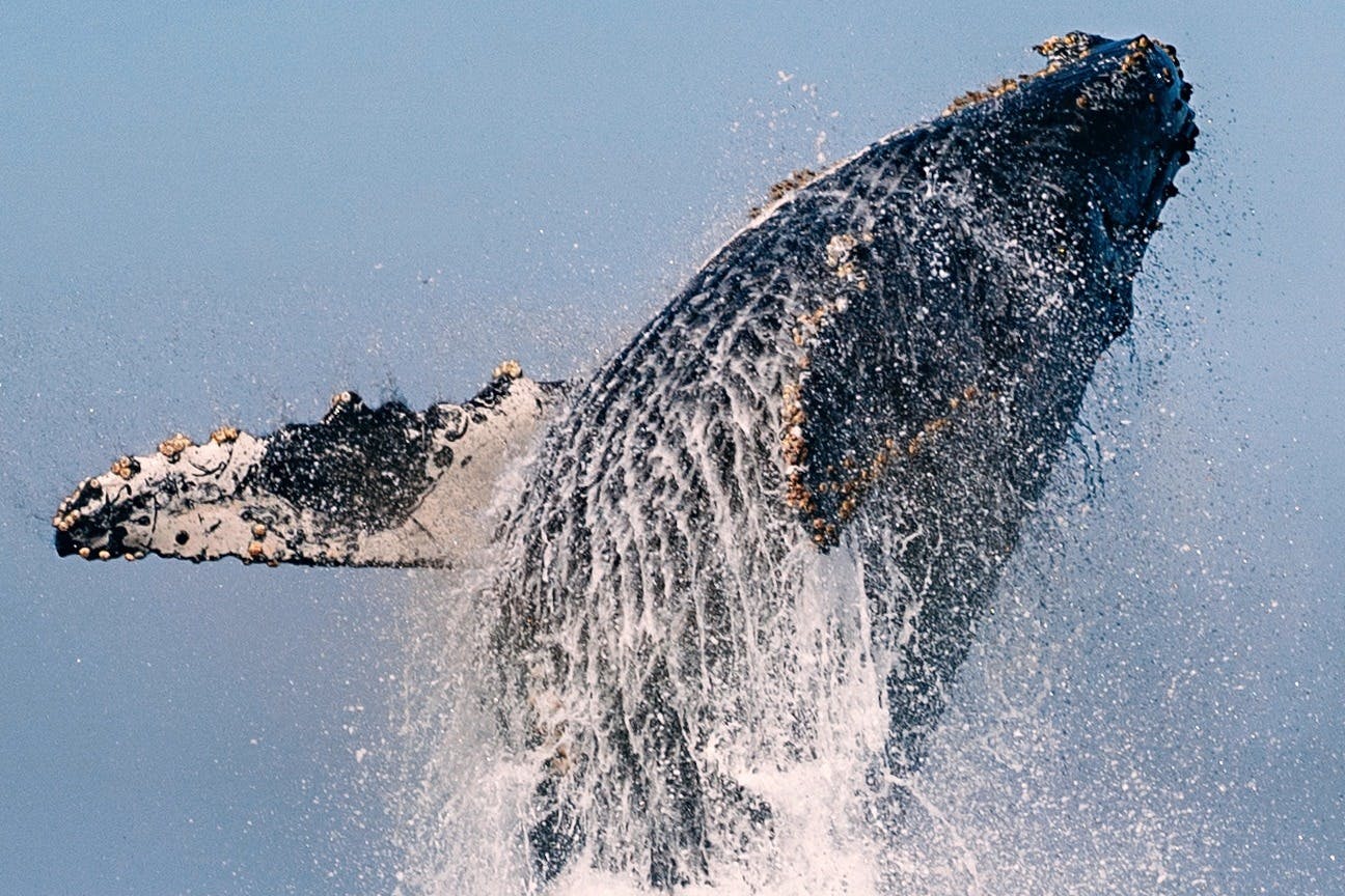 Άλμα φάλαινας