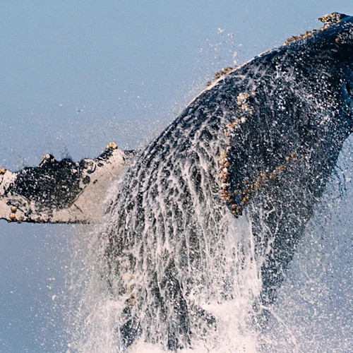 Newport Beach: Year-Round Whale and Dolphin Cruises