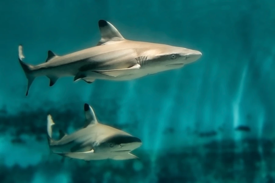 Los Angeles Aquarium of the Pacific Tickets