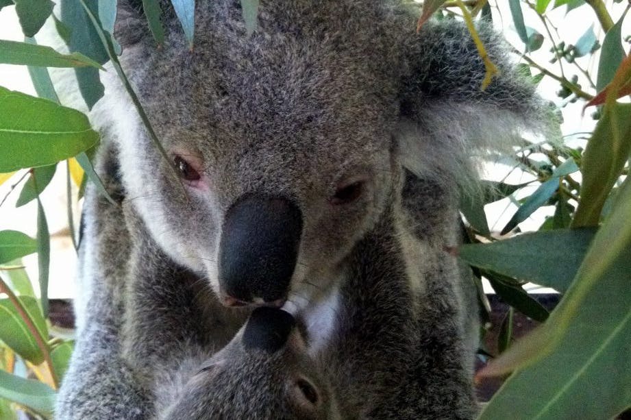 Κοάλα στο Πάρκο Άγριας Ζωής Caversham