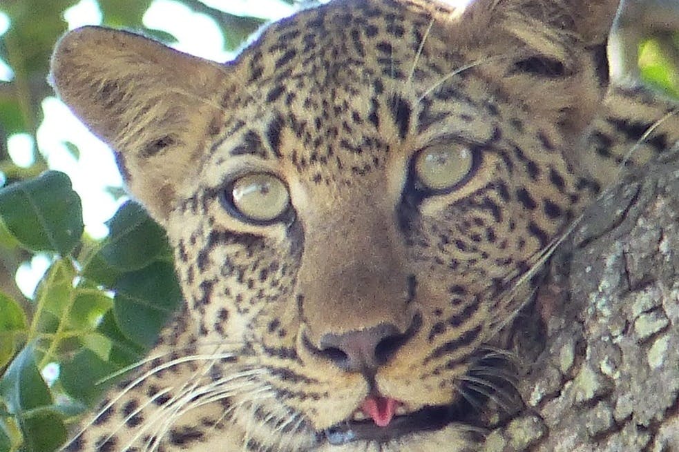 Leopard by Gerd from Germany