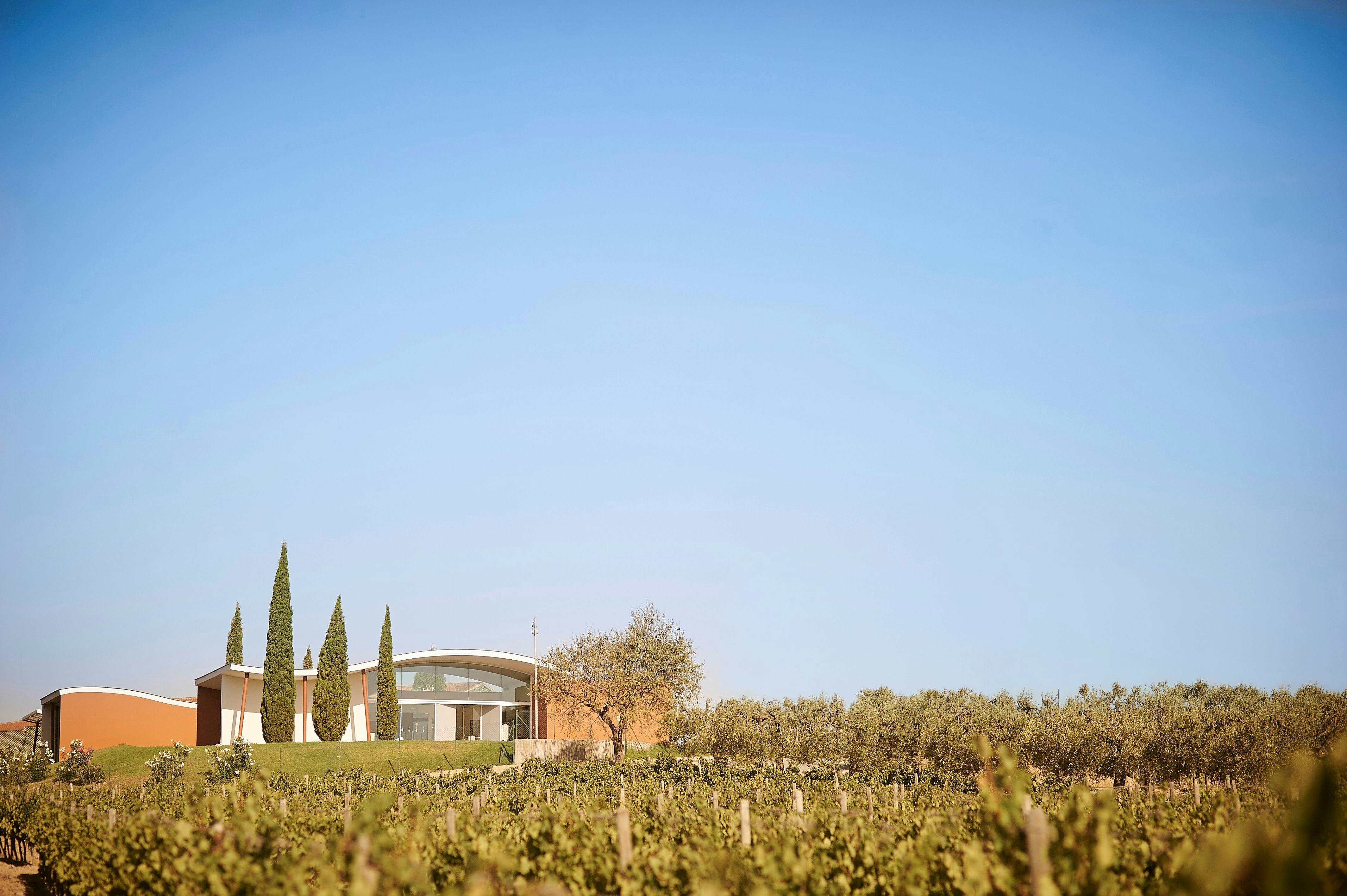 Jean Leon Winery: Guided Tour + Wine & Tapas Pairing 4
