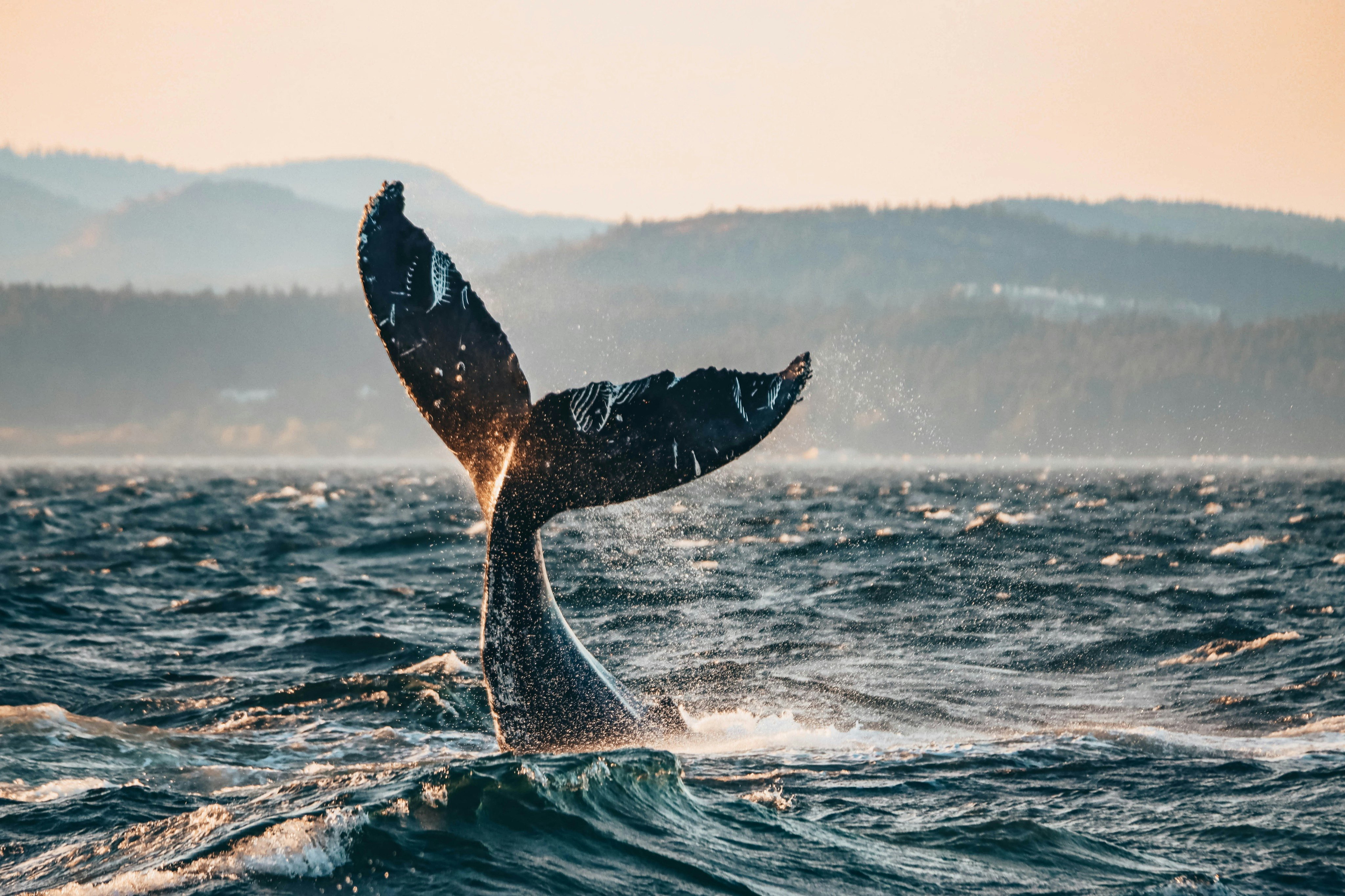 Half Day Whale Watching Tour from Vancouver