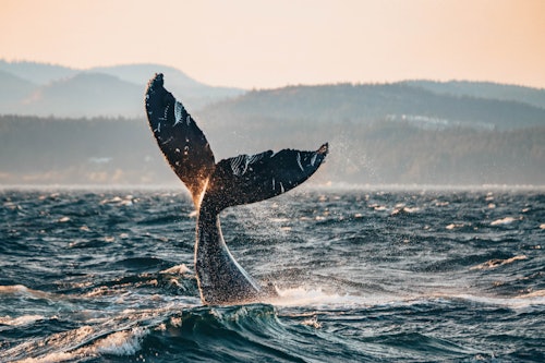 Half Day Whale Watching Tour from Vancouver