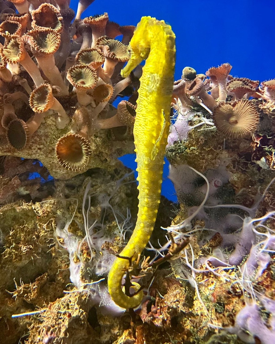 Denver Downtown Aquarium Tickets Hellotickets