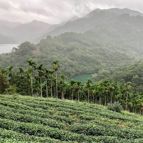 Pinglin Tea Culture & Maokong: Guided Day Tour from Taipei + Gondola Ride - Photo 11