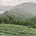 Plantação de chá Bagua