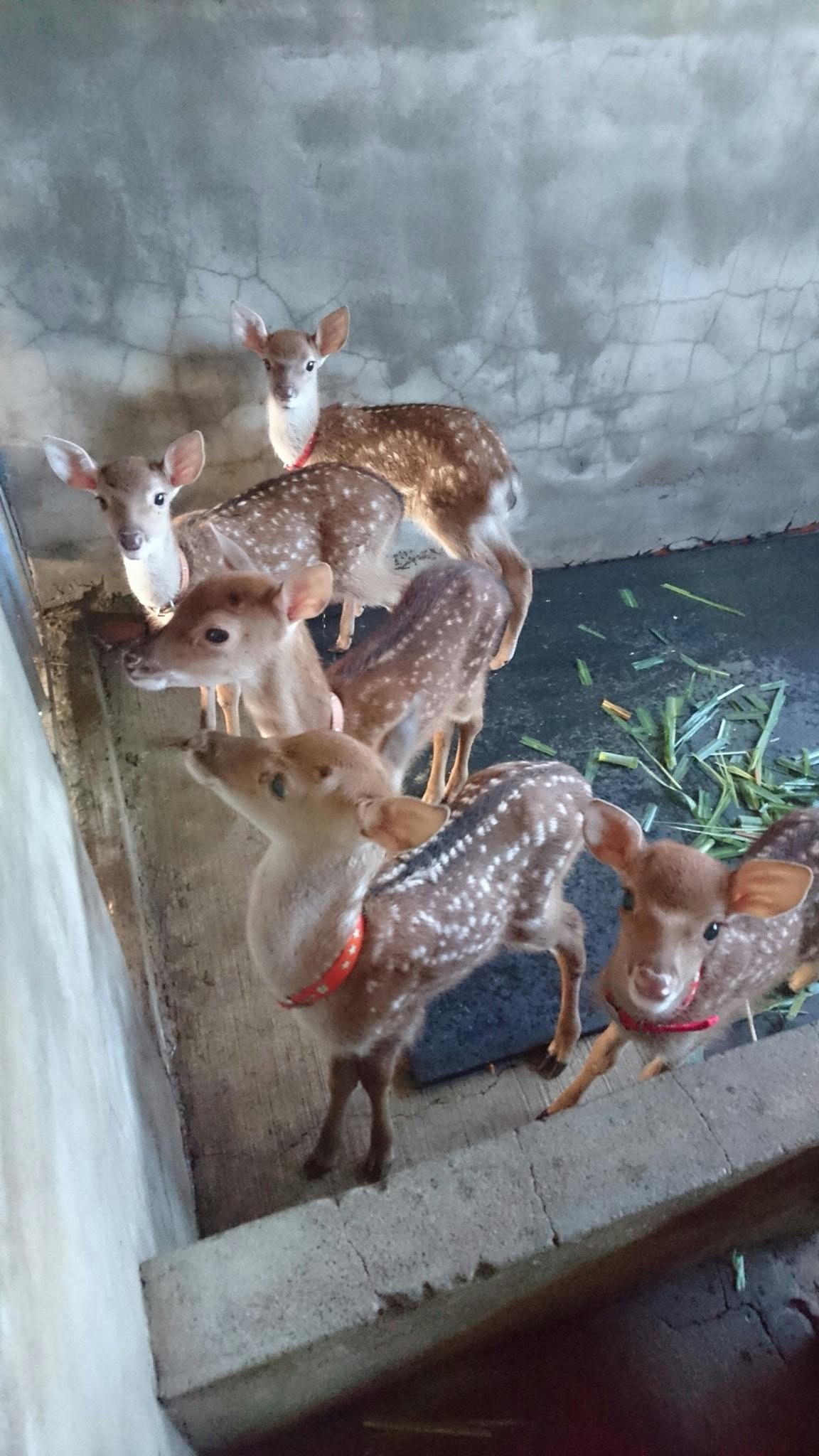 Taoyuan Mountain Foot Deer Farm: Sambar House Admission Ticket