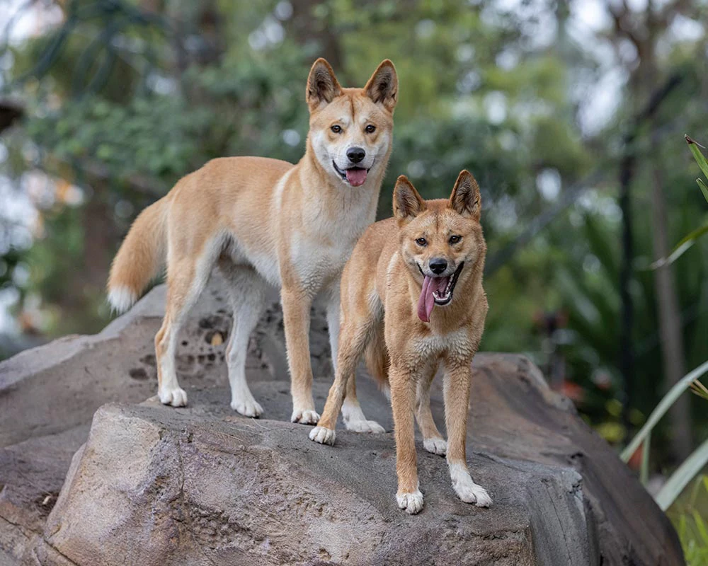Taronga Zoo Sydney: Entry Ticket + Return Ferry & Sightseeing Cruise