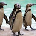 Four Humboldt penguins