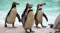 Cuatro pingüinos de Humboldt