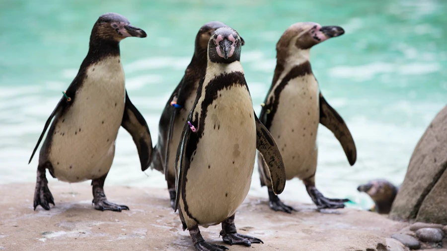 倫敦動物園門票