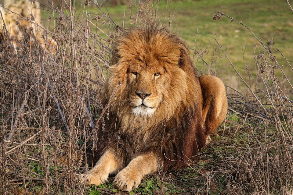 Lions