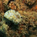 바다 민달팽이 발견하기
