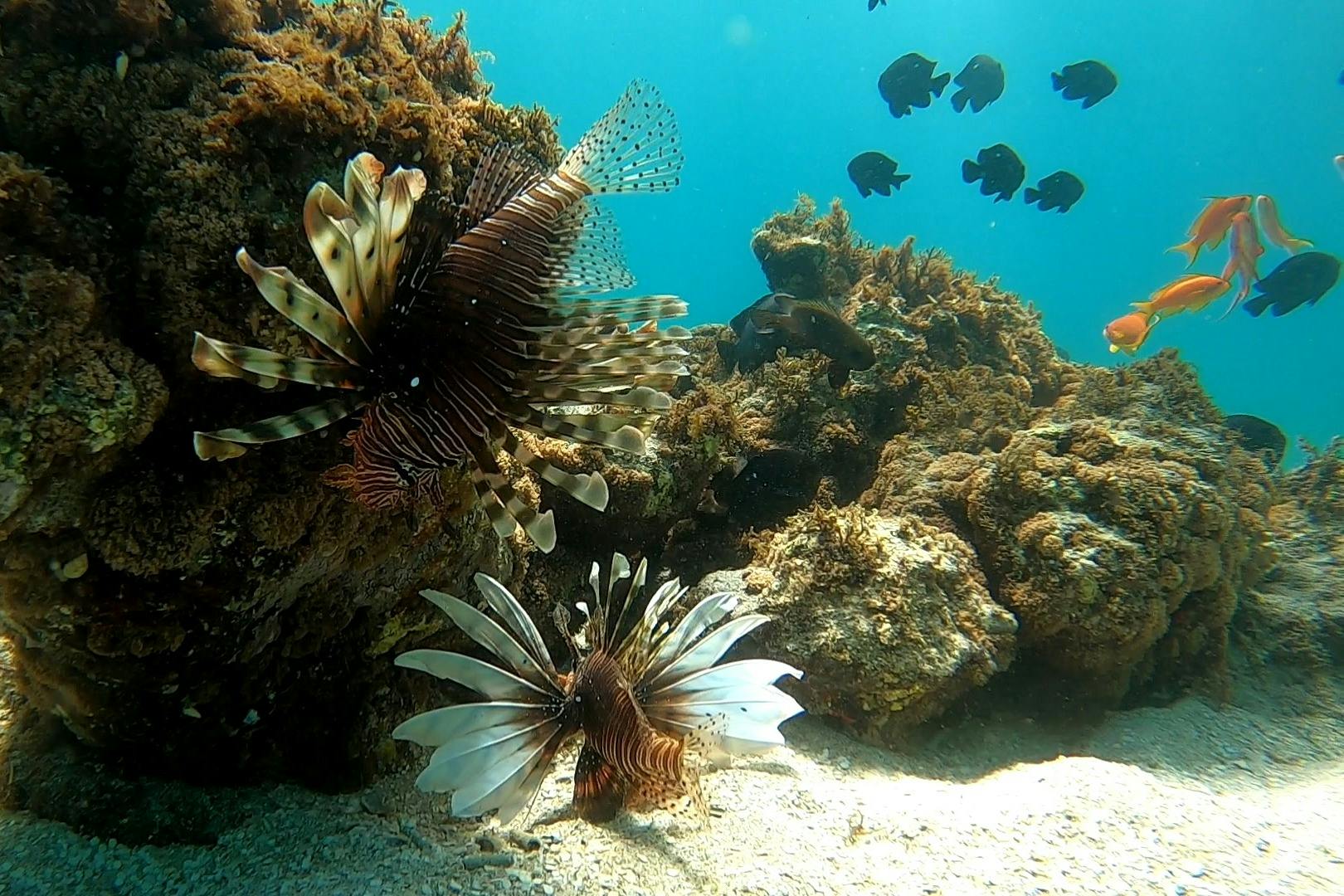 ψάρι λιοντάρι σε marsa mubarak