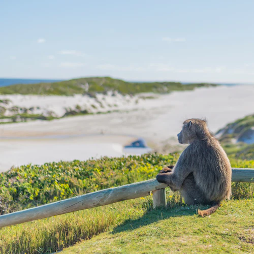Cape of Good Hope & Boulders Beach: Small-Group Tour - Photo 3