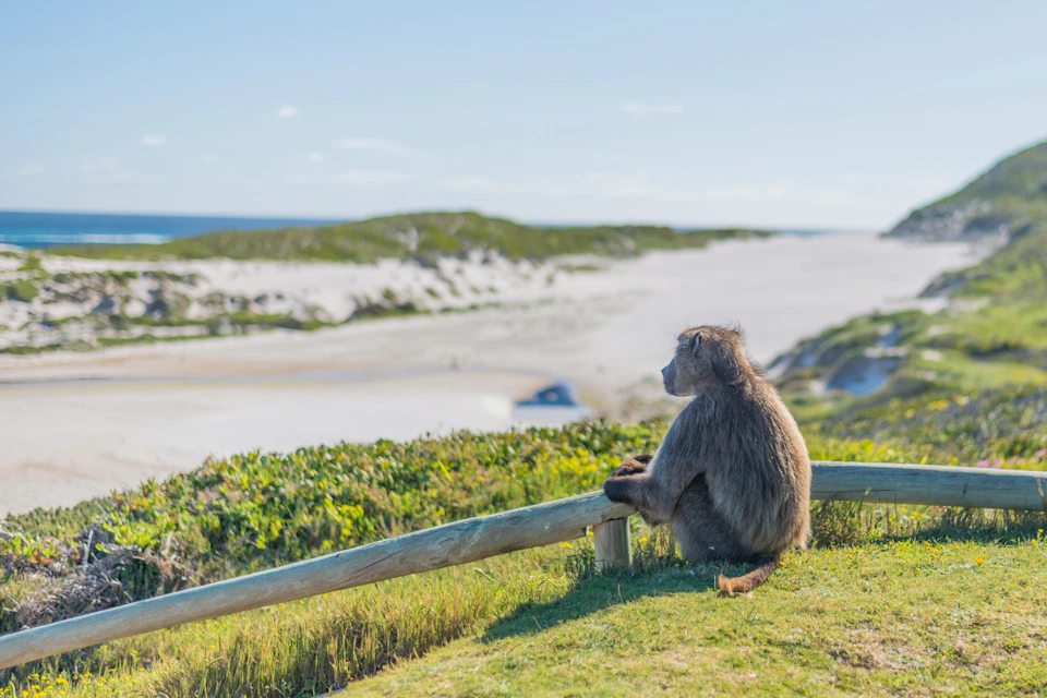 View of a baboon from Cape Point.
