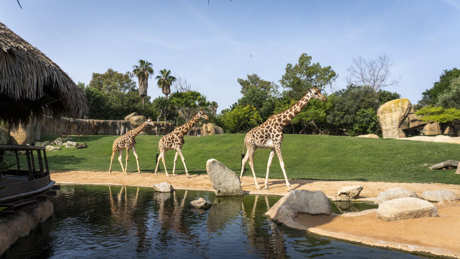 바이오파크 발렌시아: 패스트트랙 입장