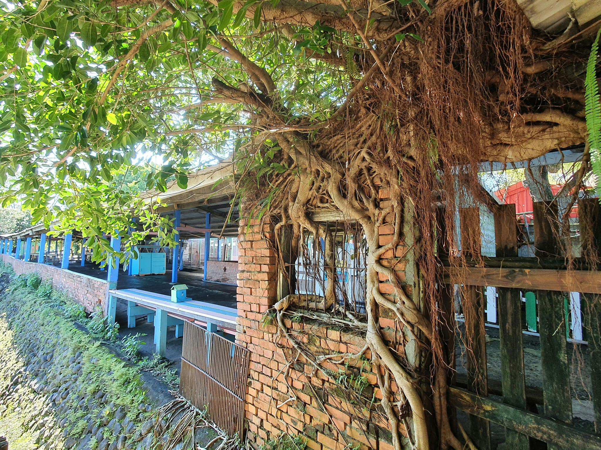 A brick building overgrown with tree roots and foliage, showing a window enveloped by thick roots under bright daylight.