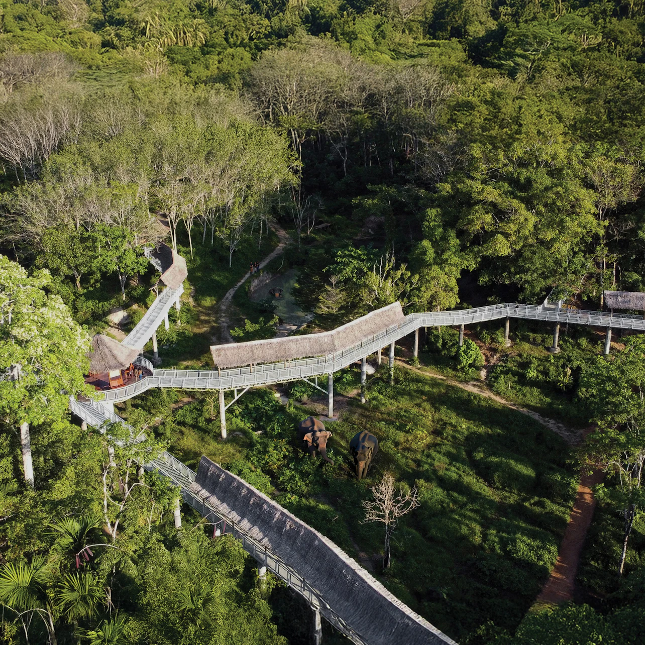 Aerial view of an elevated wooden walkway winding through a dense, green forest.
