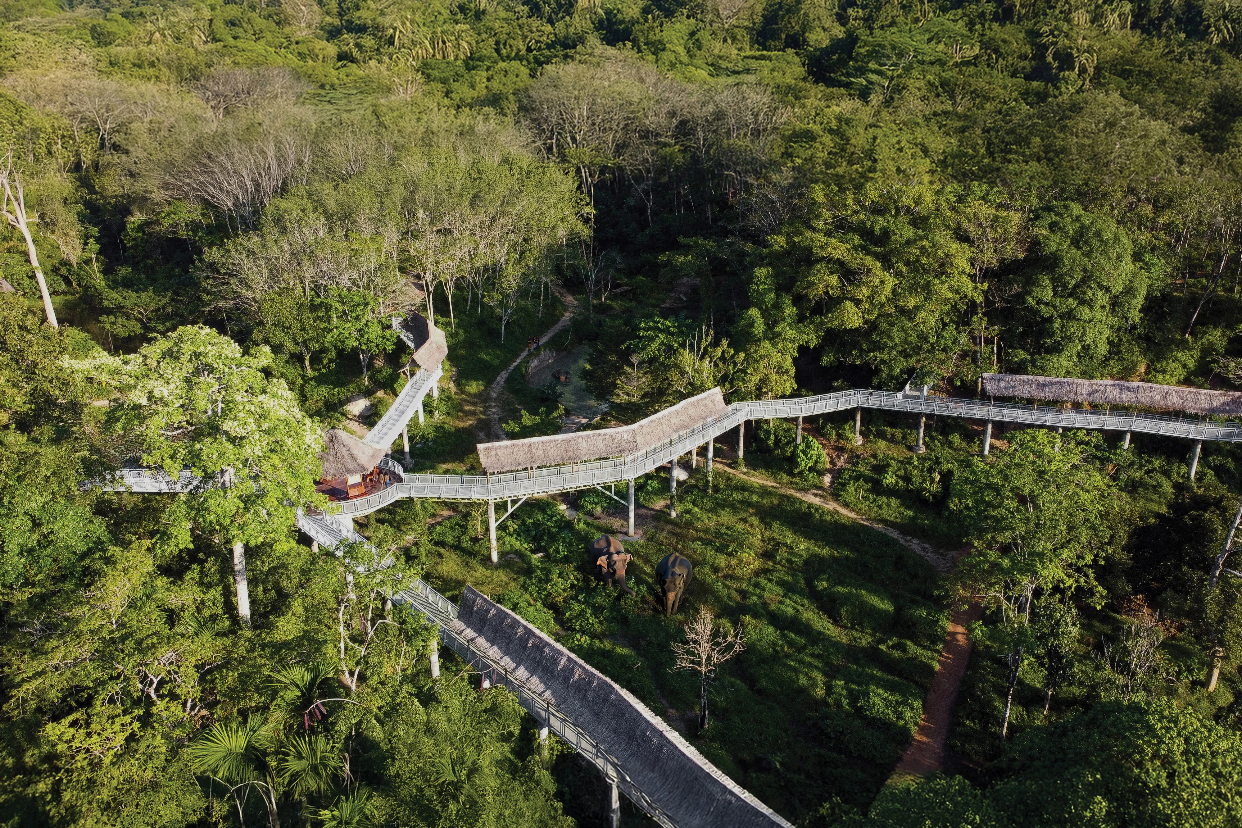 Phuket Elephant Sanctuary: Guided Canopy Walkway Tour + Unlimited Snacks