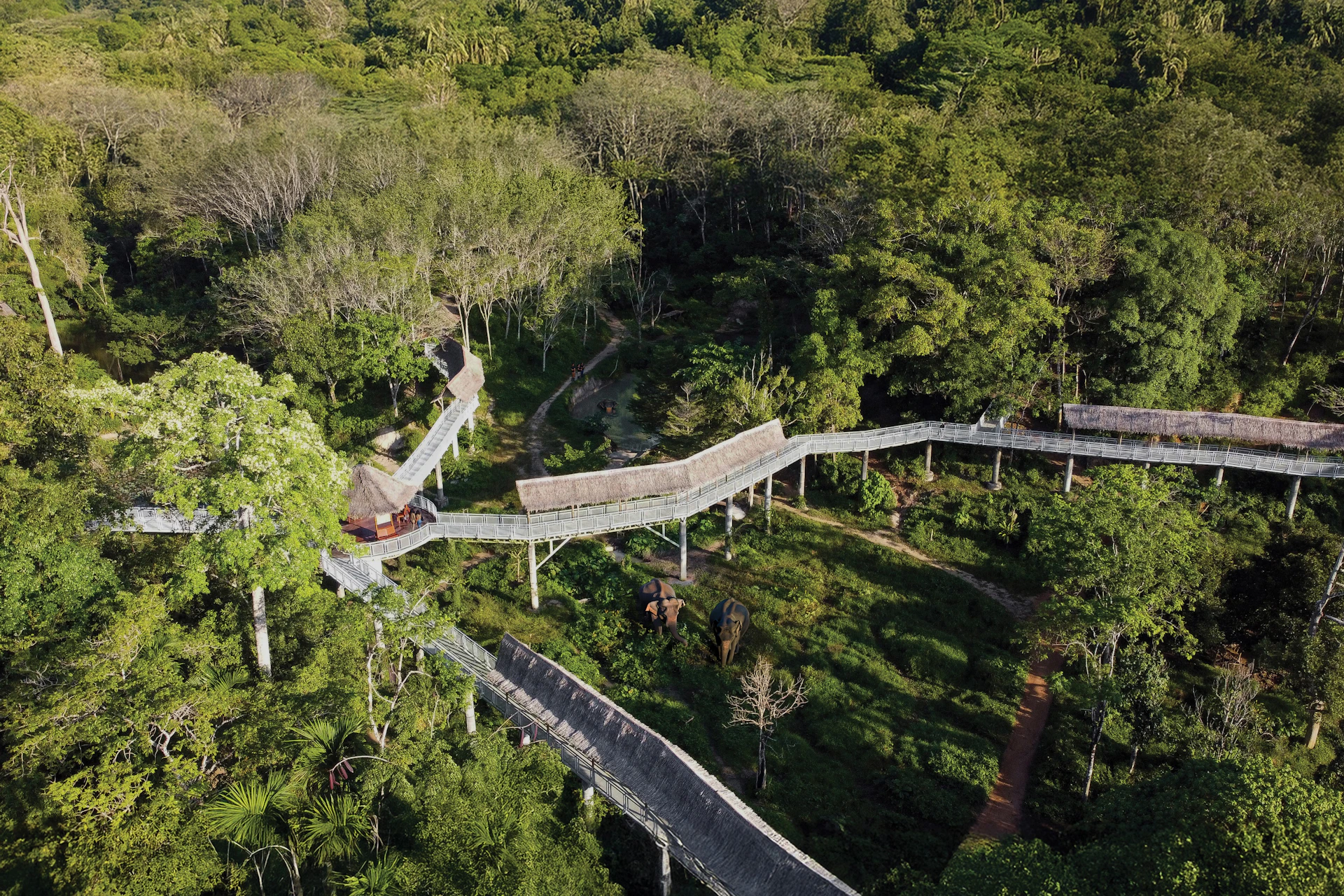 Aerial view of an elevated wooden walkway winding through a dense, green forest.