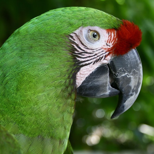 Green Macaw Sanctuary: Entrance & Transport
