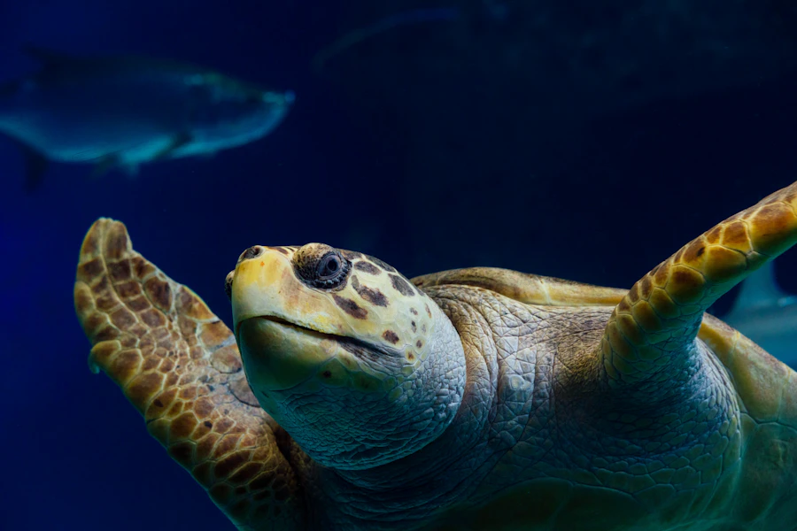 Florida Aquarium Tickets
