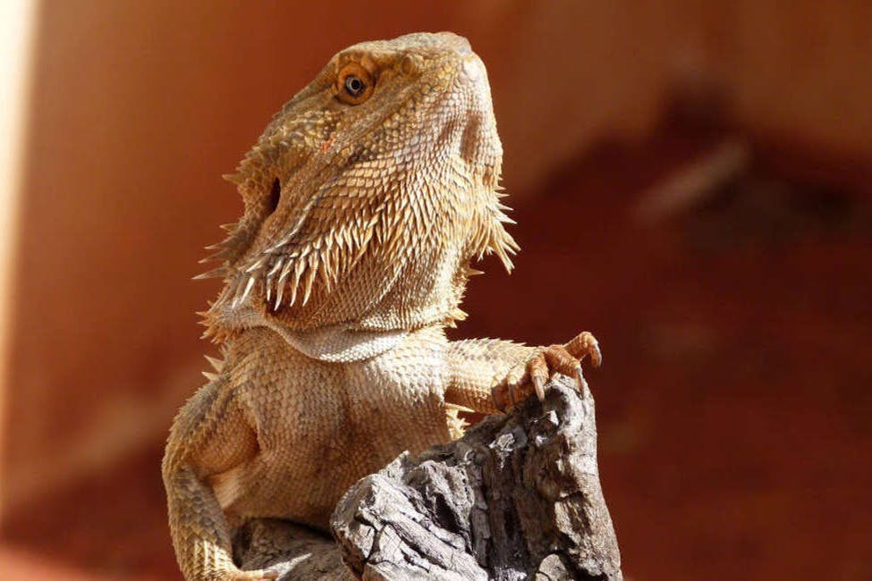 Alice Springs Desert Park