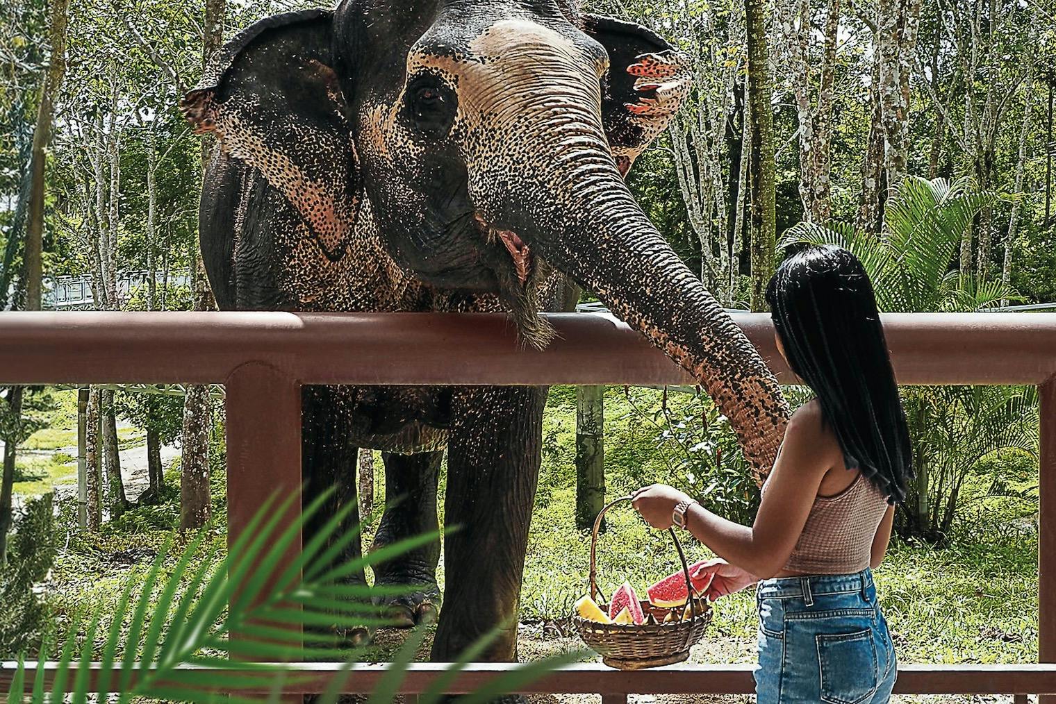 Ένα άτομο τροφοδοτεί έναν ελέφαντα με κομμάτια καρπουζιού από ένα καλάθι πάνω από ένα ξύλινο κιγκλίδωμα, με φόντο ένα δάσος.
