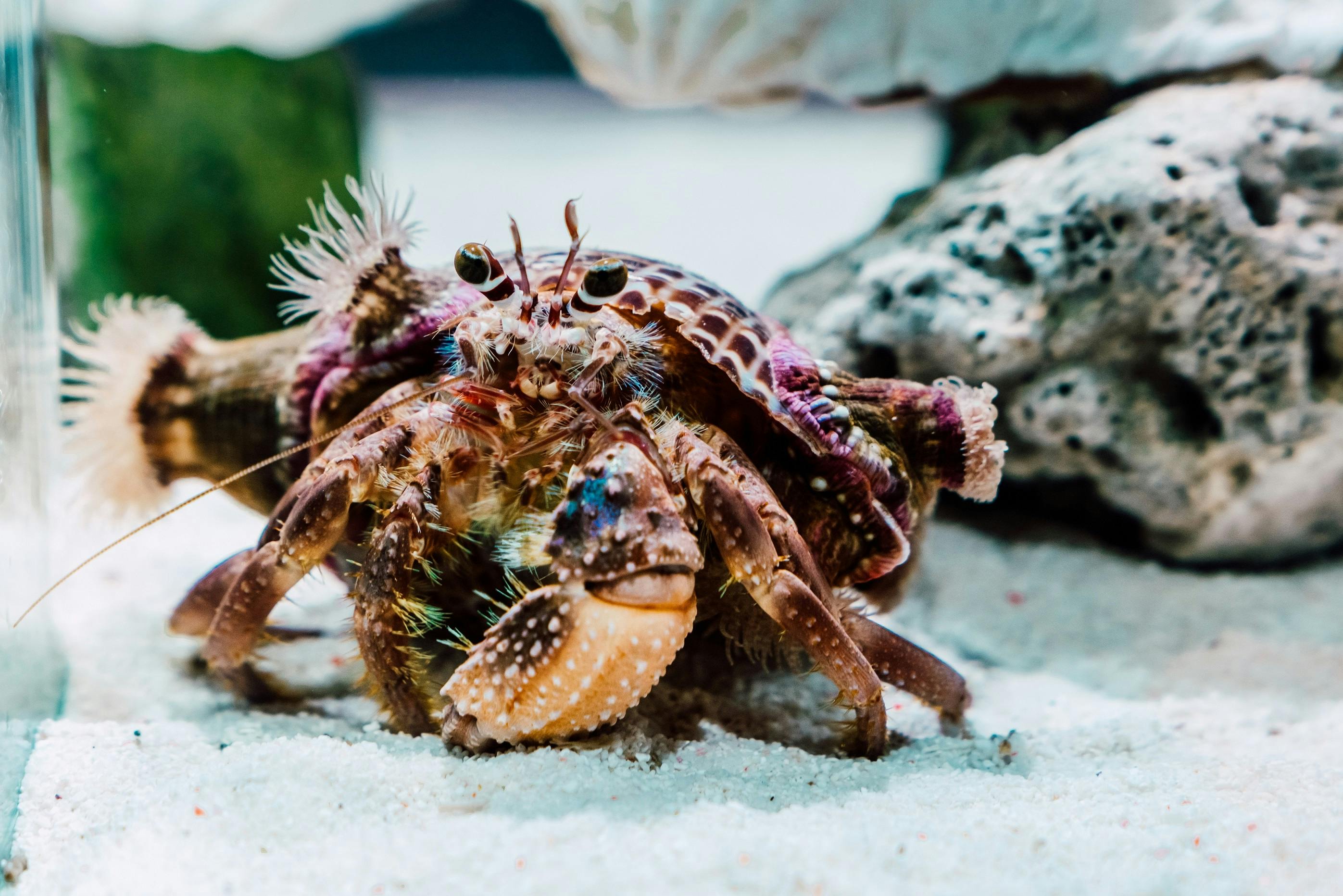 Close-up of a hermit crab with a colorful shell on a sandy surface, surrounded by rocks and marine vegetation.