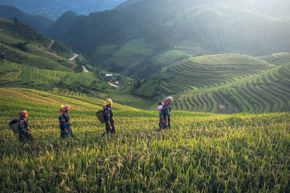 rice field