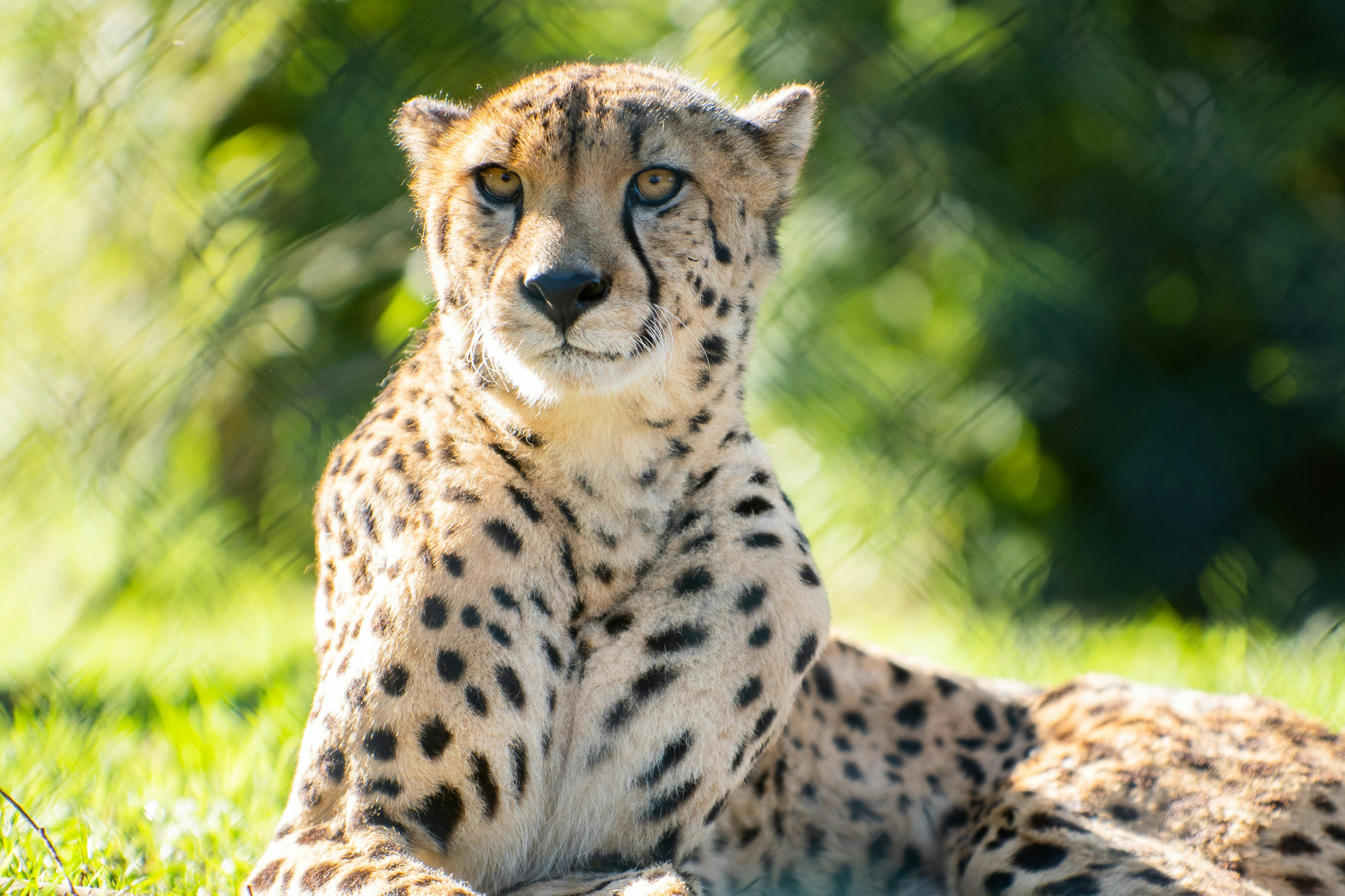 Gepard