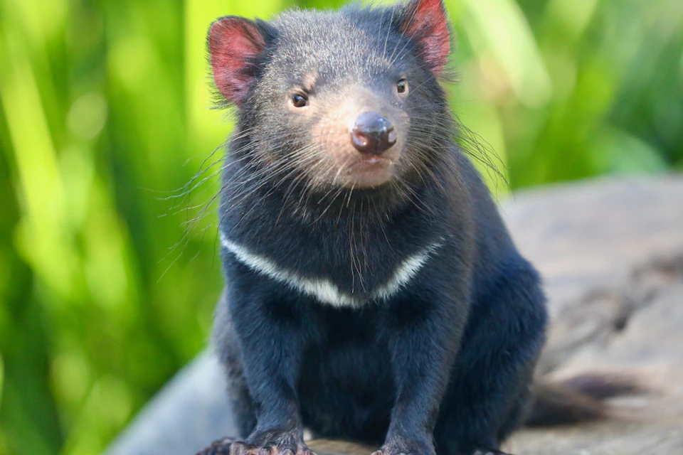 Tasmanian devil